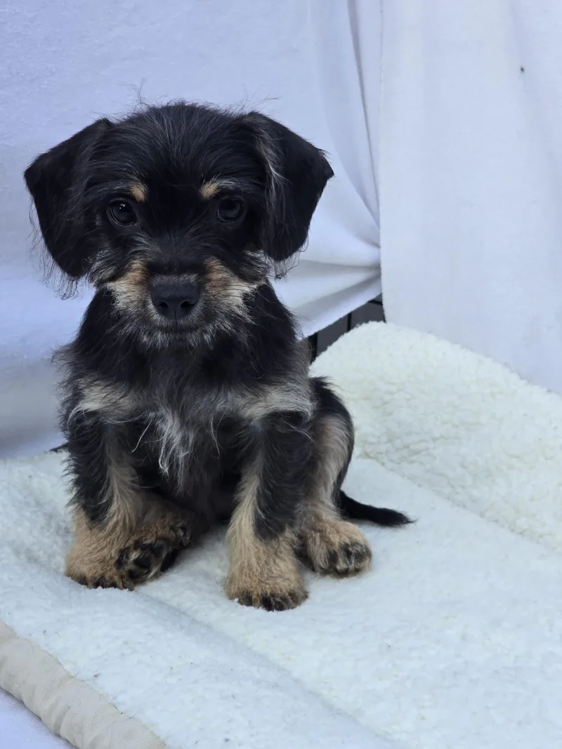 Pipsqueak thumbnail 6