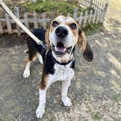 An adult medium-sized male Tricolor (Brown, Black, & White) Mixed Breed dog named Dallas for adoption in Roseburg, OR