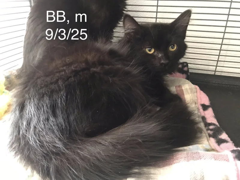 A young medium-sized male Domestic Long Hair cat named Bb for adoption in Gouverneur, NY