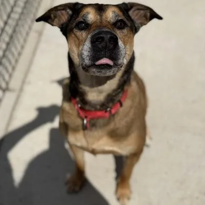 An adult large-sized male Mixed Breed dog named Rango for adoption in Janesville, WI