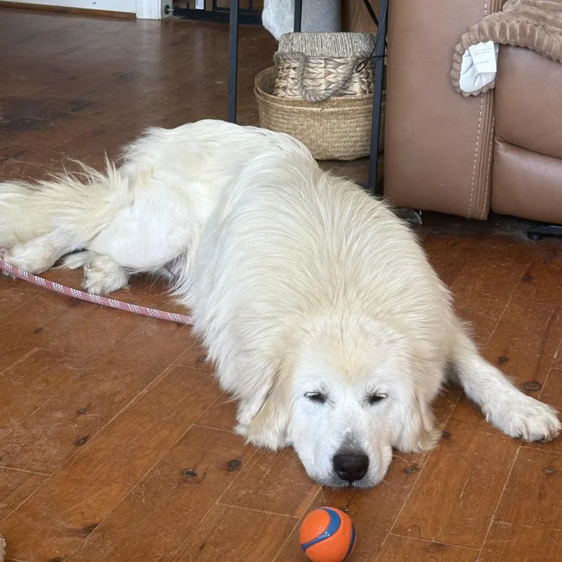 An adult large-sized female Great Pyrenees dog named Ambrosia for adoption in Pittsboro, NC