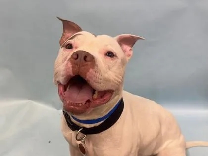 An adult large-sized male Pit Bull Terrier dog named Cane for adoption in Woodbury, MN