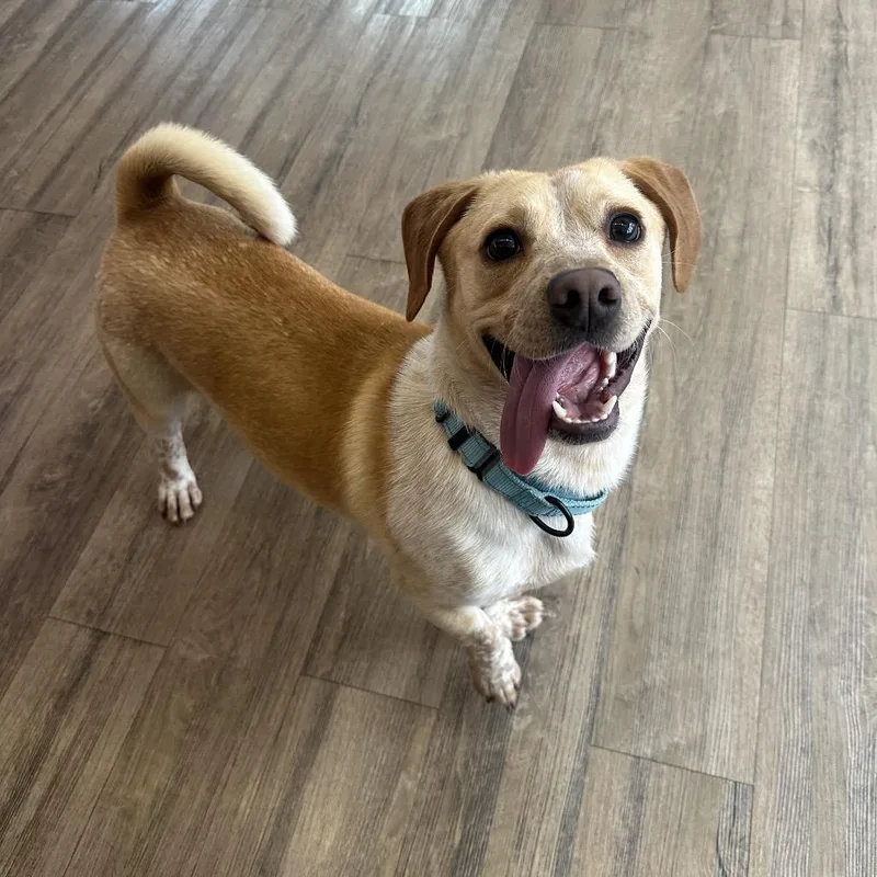 A young medium-sized male Yellow / Tan / Blond / Fawn Mixed Breed dog named Torpedo for adoption in New York, NY