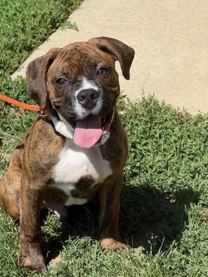 A young small-sized male Boxer dog named Buster for adoption in Quakertown, PA
