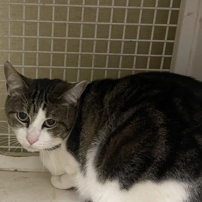 An adult extra large-sized male Brown / Chocolate Domestic Short Hair cat named Cooper for adoption in Tulsa, OK