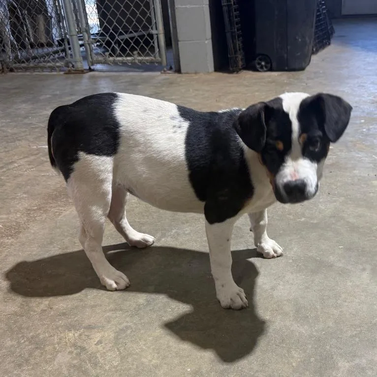 A baby small-sized female Black English Bulldog dog named Patty for adoption in New York, NY