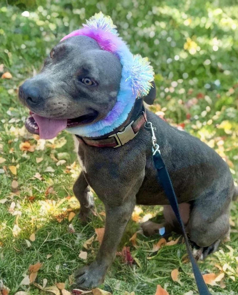 A young medium-sized female Pit Bull Terrier dog named Amber for adoption in Saint Francisville, LA