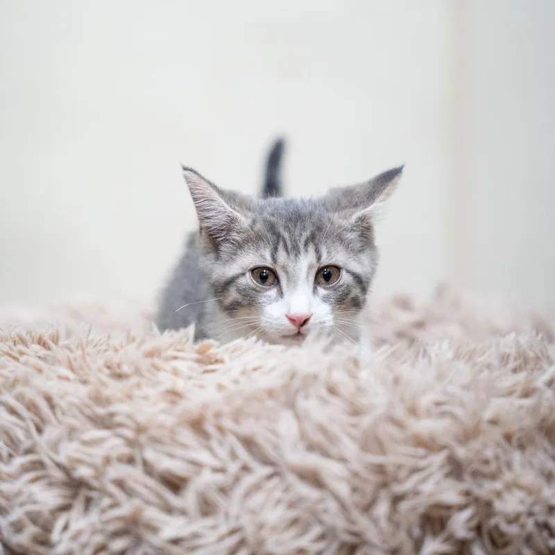 A baby small-sized male Gray / Blue / Silver Domestic Short Hair cat named Oswald for adoption in Gainesville, GA