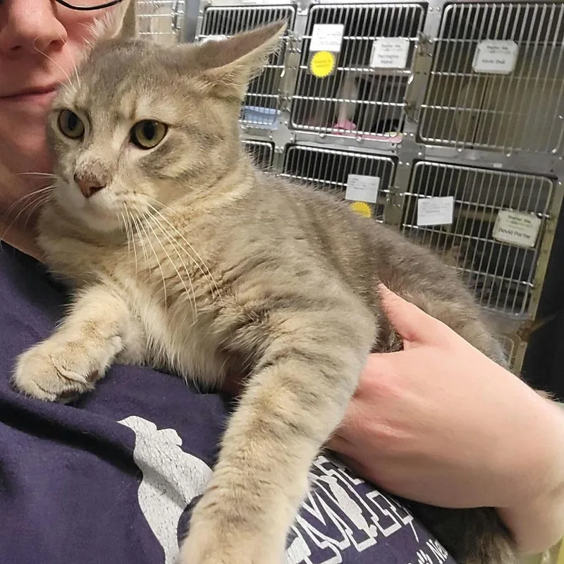 A young medium-sized male Domestic Short Hair cat named Elmer for adoption in Columbia, MO