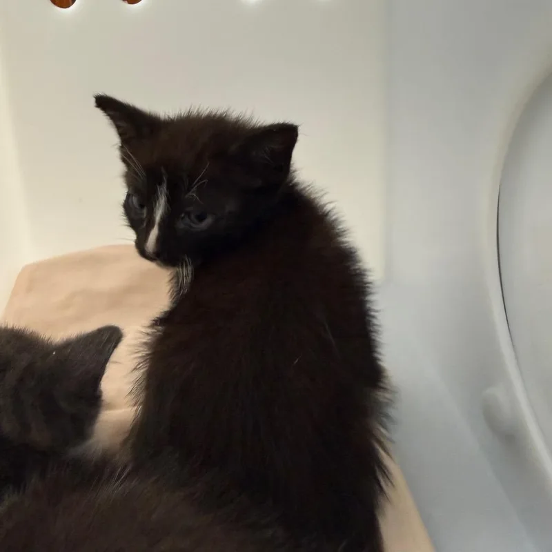 A baby small-sized male Gray / Blue / Silver Domestic Short Hair cat named Oliver for adoption in Columbus, GA