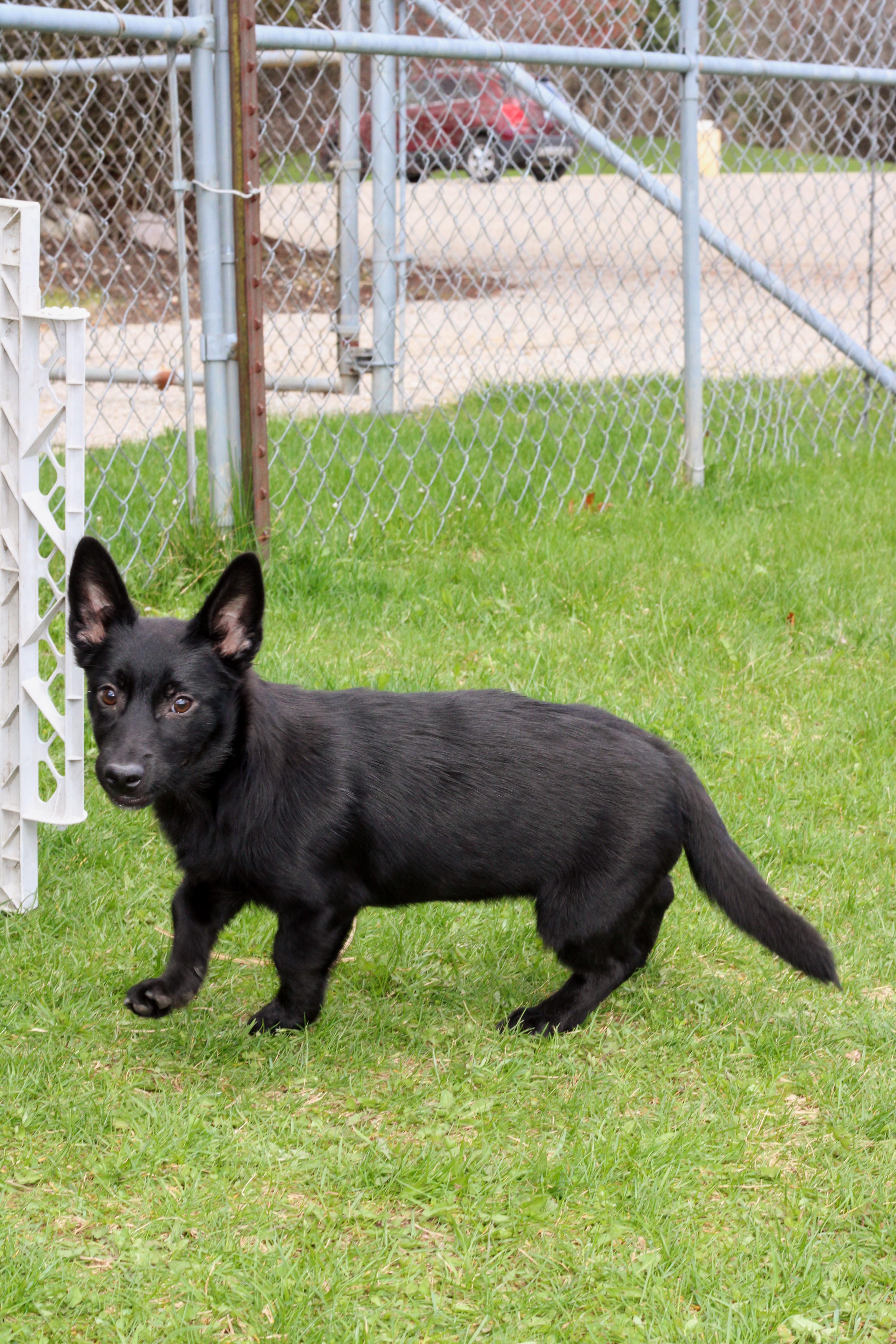 A baby medium-sized female Black Corgi dog named Eden for adoption in Battle Creek, MI