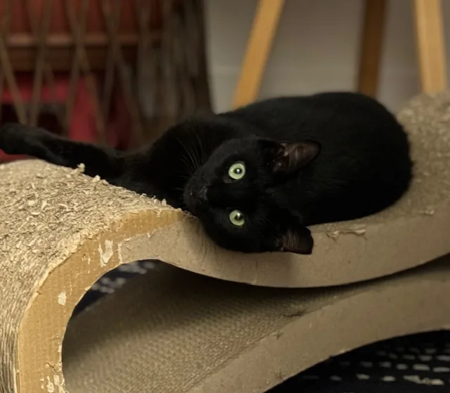 Carino N.  Beautiful thumbnail 2