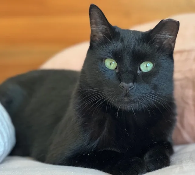 Carino N.  Beautiful