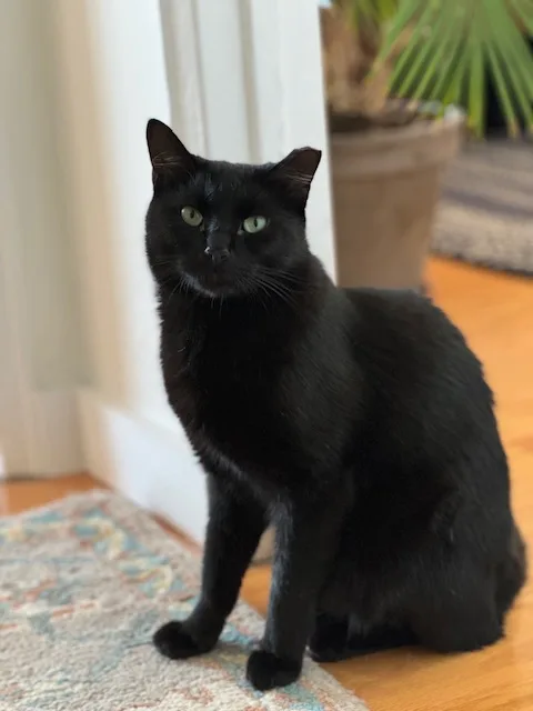 Carino N.  Beautiful thumbnail 4