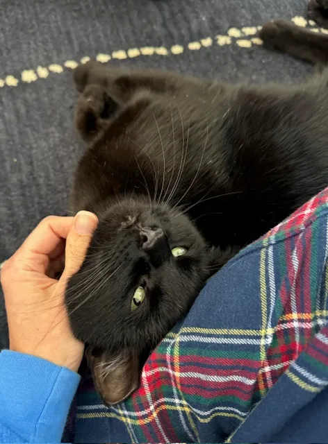 Carino N.  Beautiful thumbnail 5