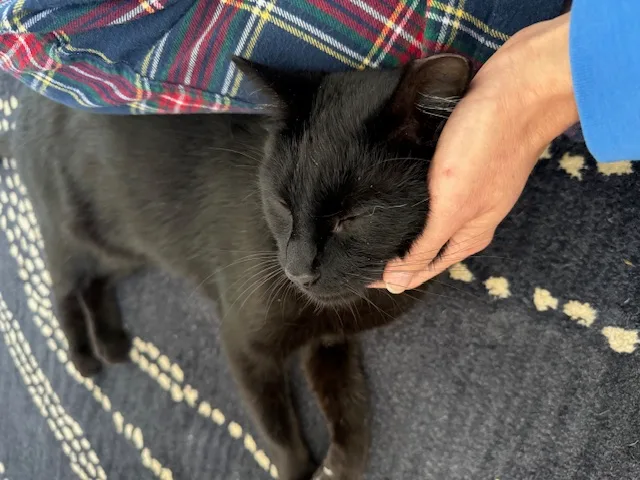 Carino N.  Beautiful thumbnail 6