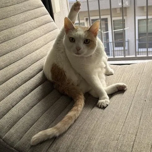 Scrappy Joe thumbnail 2