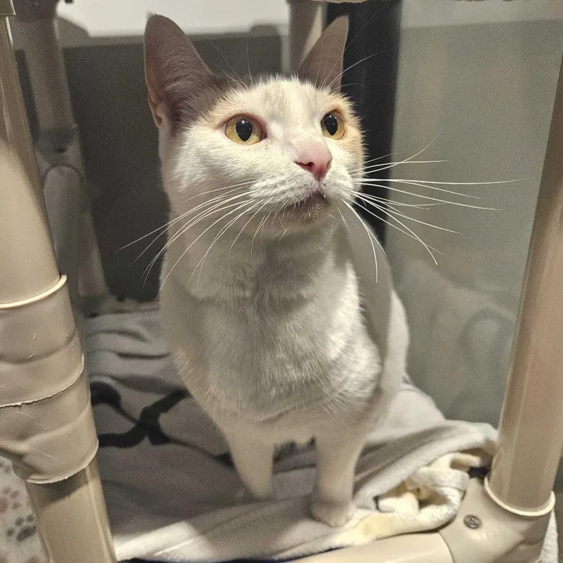 Scrappy Joe thumbnail 3