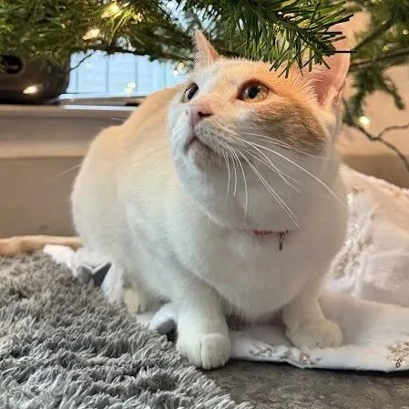 Scrappy Joe thumbnail 4