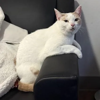 Scrappy Joe thumbnail 5