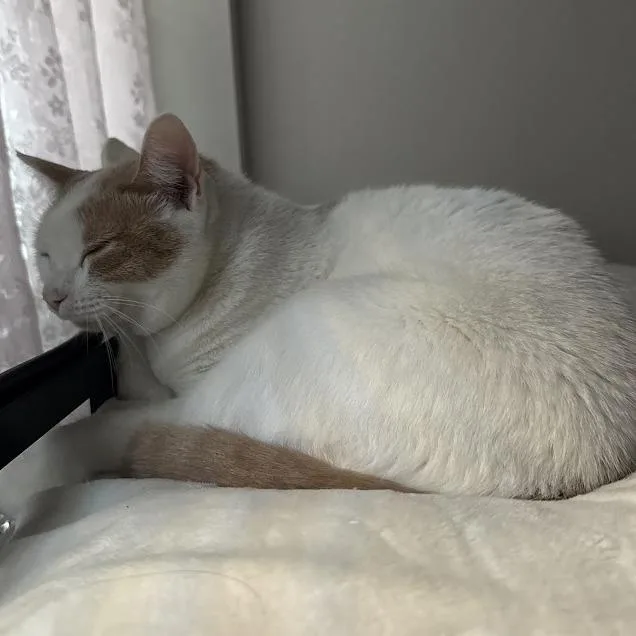 Scrappy Joe thumbnail 6