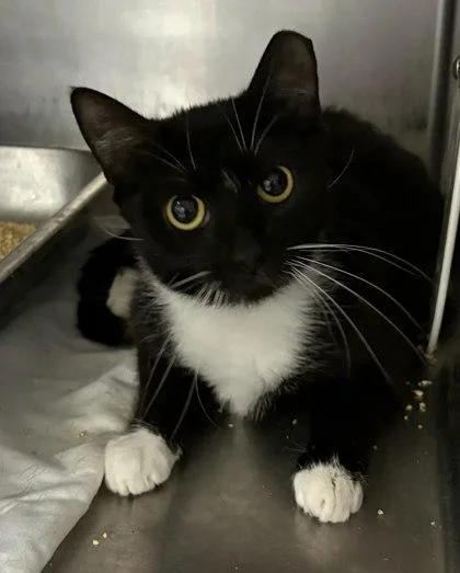 An adult medium-sized female Domestic Short Hair cat named Eve for adoption in Washington, DC