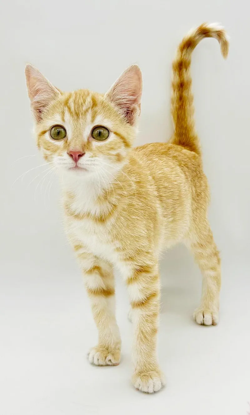 A baby small-sized male Tabby (Orange / Red) Tabby cat named Boots is our bouncy for adoption in Bedford Hills, NY