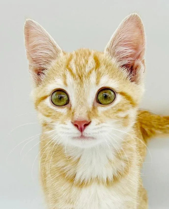 Boots is our bouncy thumbnail 2