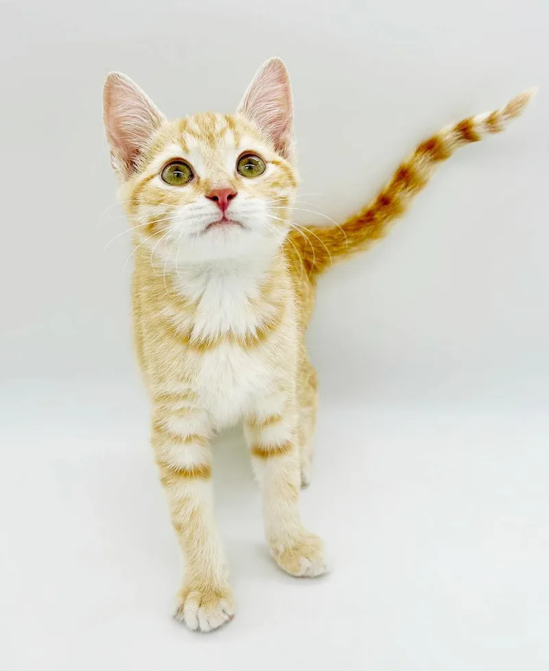 Boots is our bouncy thumbnail 3