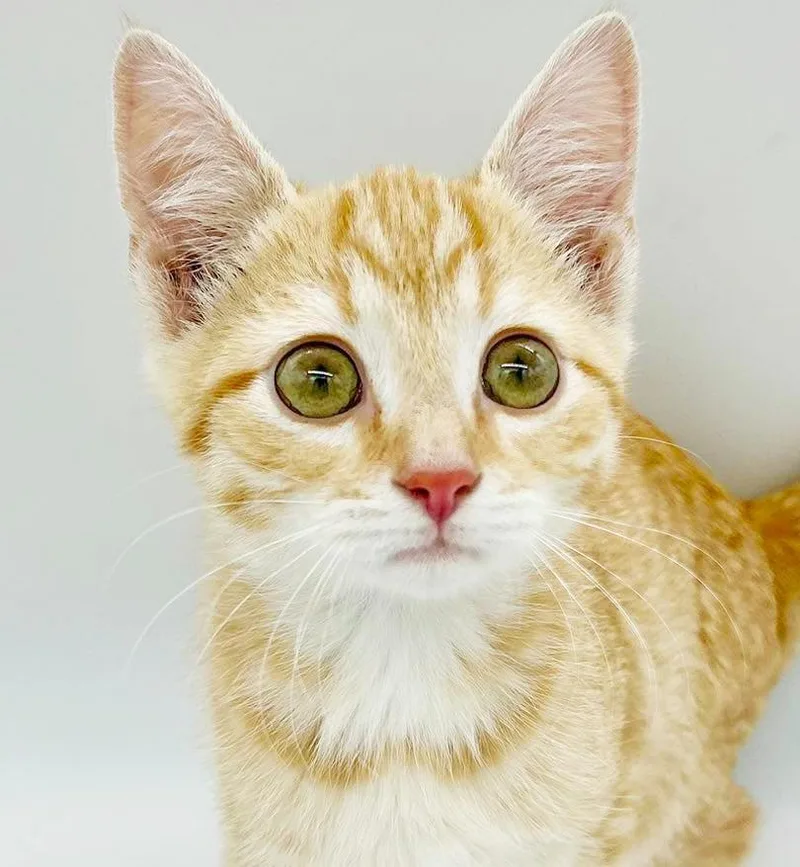 Boots is our bouncy thumbnail 4