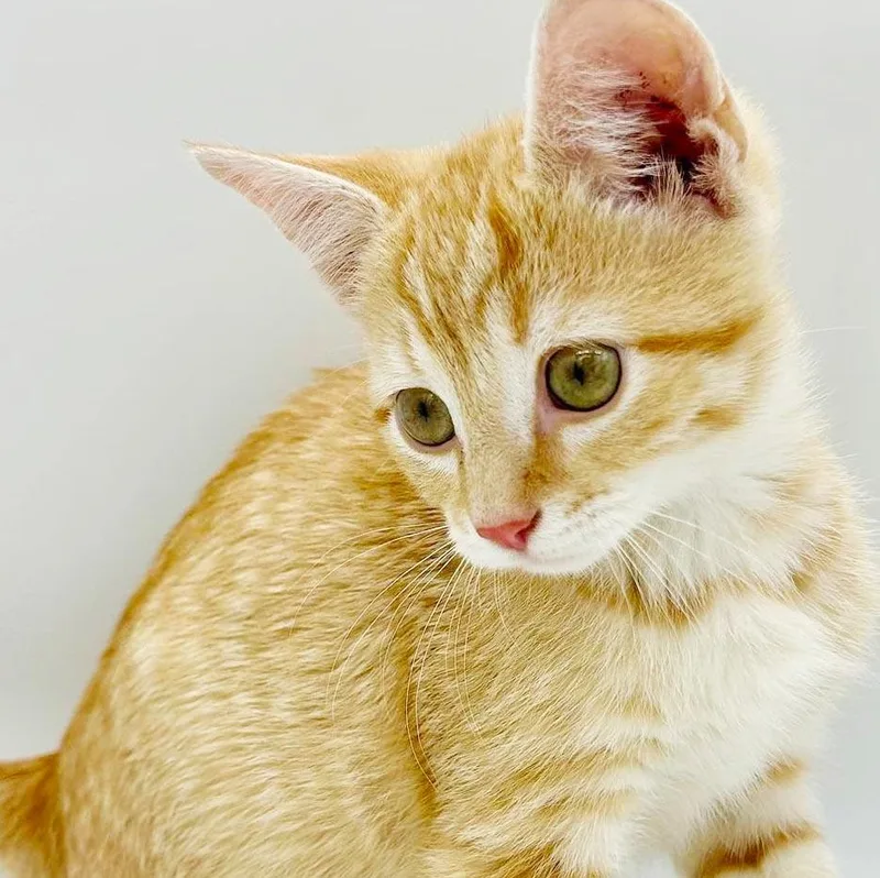 Boots is our bouncy thumbnail 5