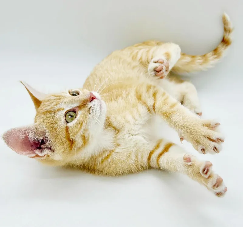 Boots is our bouncy thumbnail 6