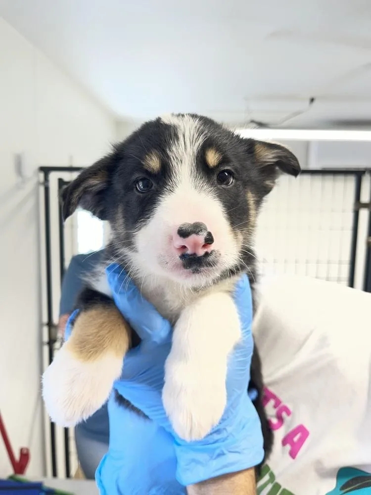 A baby medium-sized male Australian Shepherd dog named Golden Delicious for adoption in Bolivar, MO
