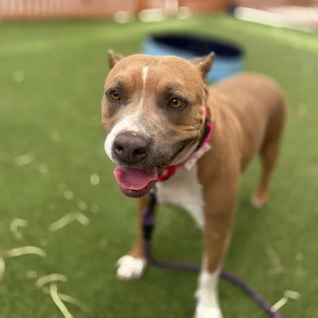 A young large-sized female Pit Bull Terrier dog named Lola for adoption in Las Vegas, NV