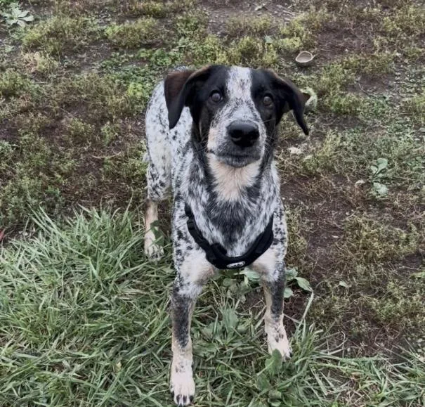A young medium-sized male Black Australian Cattle Dog / Blue Heeler named Hank for adoption in Chillicothe, MO