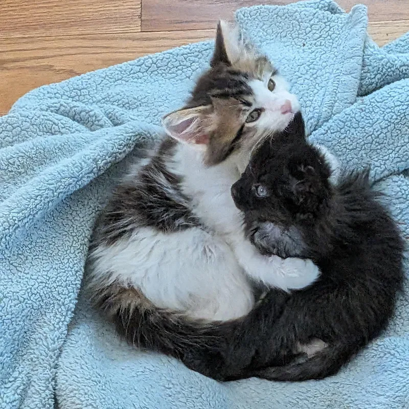 A baby medium-sized female Domestic Long Hair cat named Baby Bear for adoption in Wilmington, NC