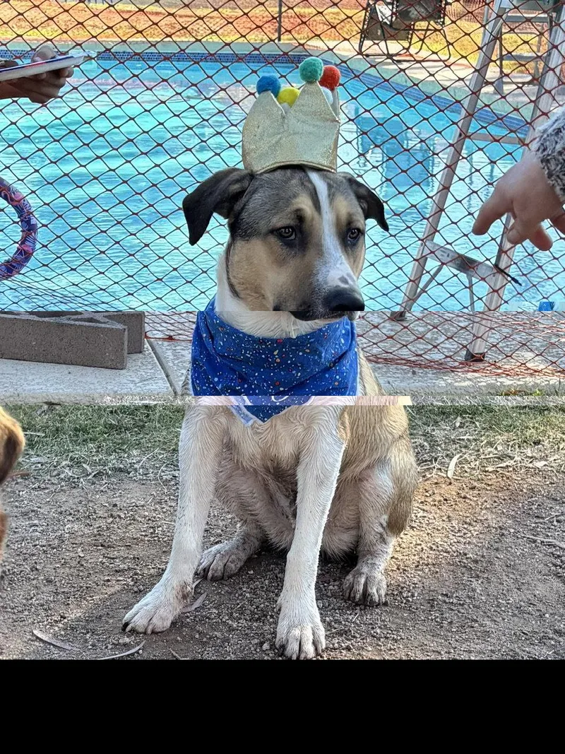 A young large-sized male Pit Bull Terrier dog named Cosmo for adoption in Chandler, AZ