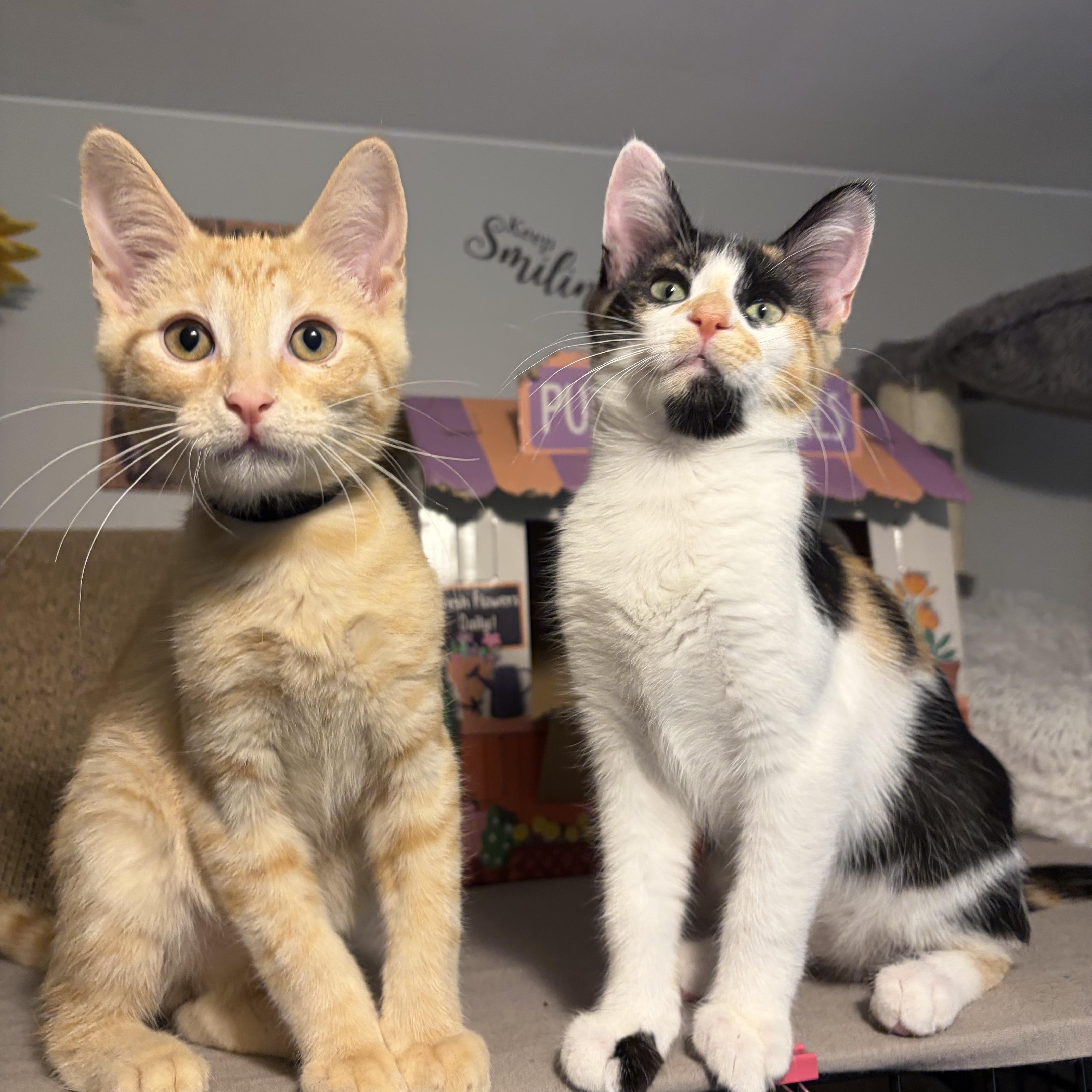 A baby medium-sized male Tabby (Orange / Red) Domestic Short Hair cat named Kodi for adoption in South Lyon, MI
