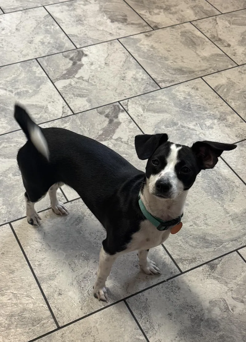 An adult small-sized female Chihuahua dog named Diamond for adoption in Louise, TX
