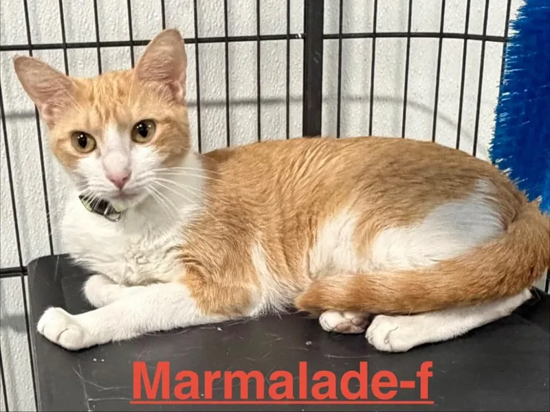 A baby small-sized female Tabby cat named Marmalade for adoption in Brookhaven, MS