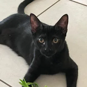 A young medium-sized female Black Domestic Short Hair cat named Simone for adoption in Boston, MA