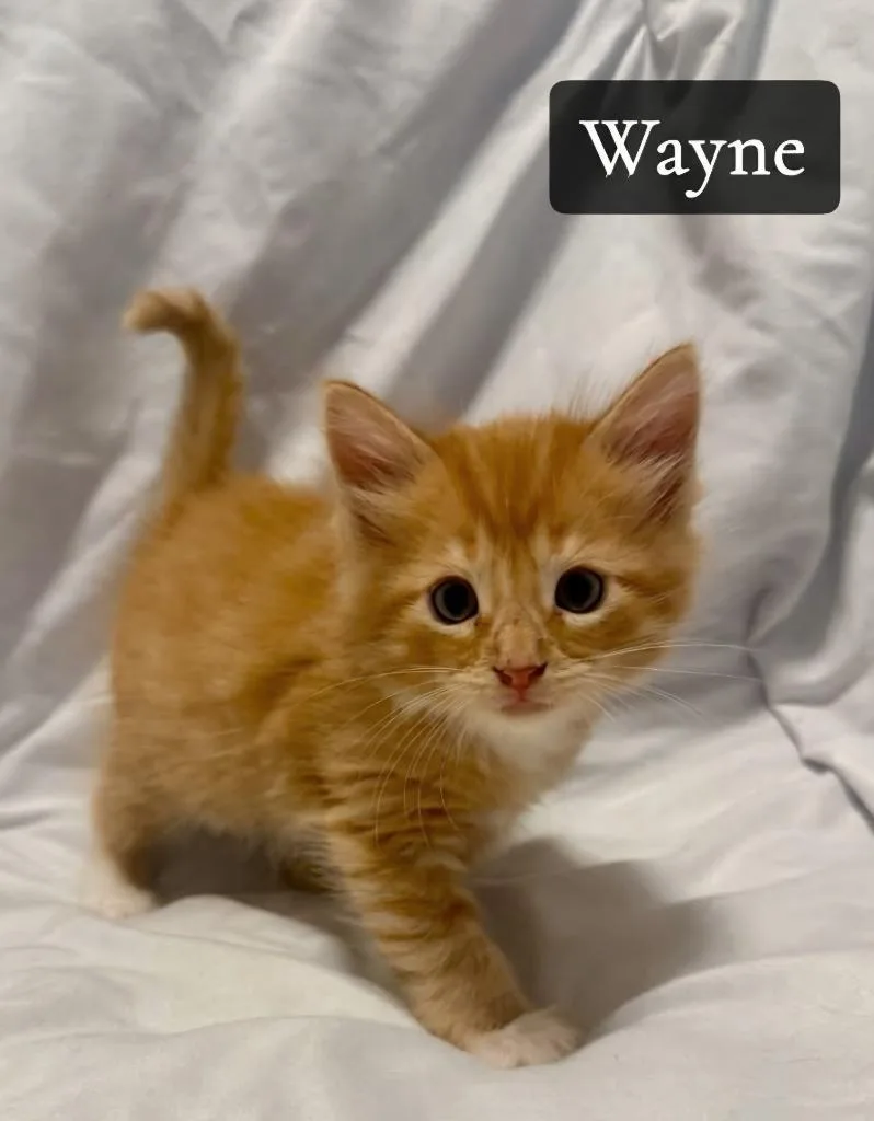 A baby small-sized male Domestic Medium Hair cat named Wayne for adoption in Rutherfordton, NC