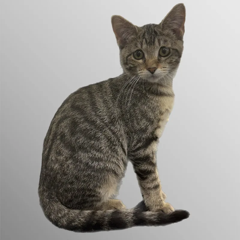 A baby medium-sized female Tabby (Brown / Chocolate) Domestic Short Hair cat named Fern for adoption in Richmond, MO