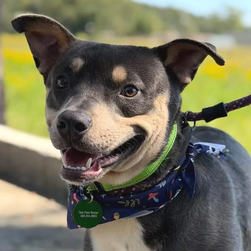 A young medium-sized male Black German Pinscher dog named Charlie for adoption in New Orleans, LA