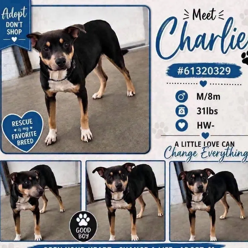 Charlie thumbnail 4