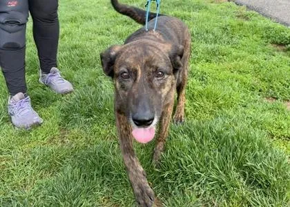 An adult small-sized female Catahoula Leopard Dog dog named Jessalyn for adoption in West Chester, PA