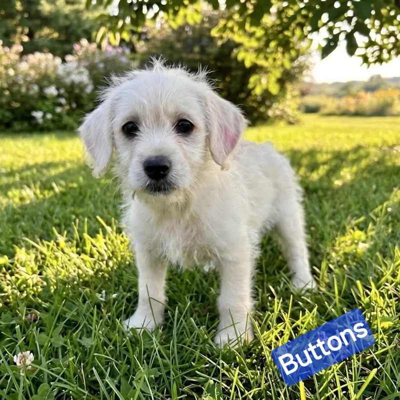 A baby small-sized male White / Cream Havanese dog named Buttons for adoption in Wheelersburg, OH