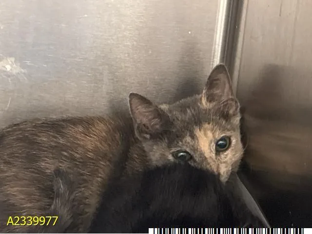 A baby small-sized female Domestic Short Hair cat named Pebble for adoption in West Palm Beach, FL