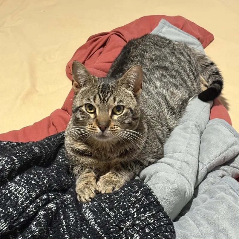 A young medium-sized male Brown / Chocolate Domestic Short Hair cat named Stevie for adoption in Nashville, TN