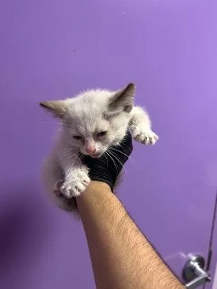 A baby small-sized female White Domestic Short Hair cat named 61388445 for adoption in El Paso, TX